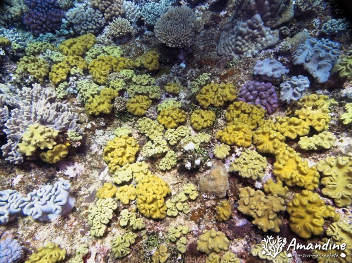 Corail mou