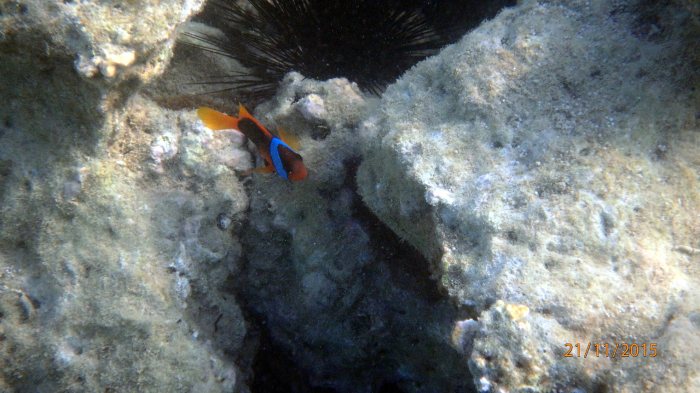 Amphiprion melanopus
