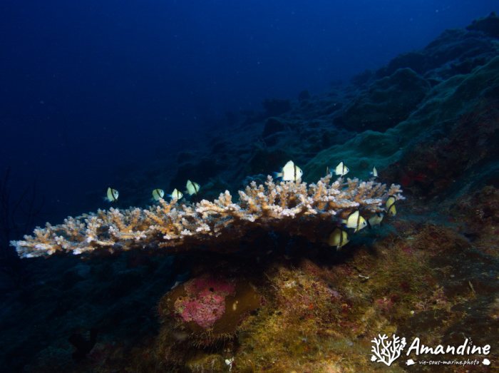 Dascyllus reticulatus