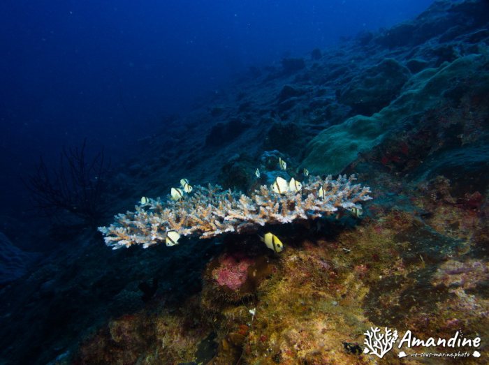 Dascyllus reticulatus