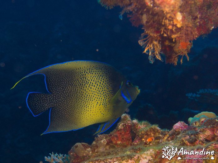 Pomacanthus semicirculatus