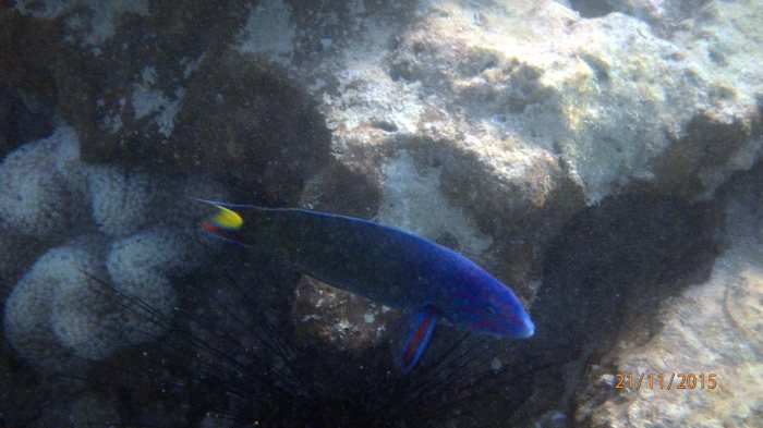 Thalassoma lunare