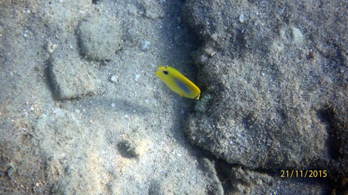 Chaetodon plebeius