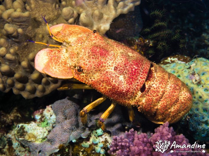 Langouste