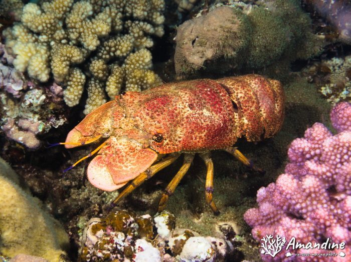 Langouste