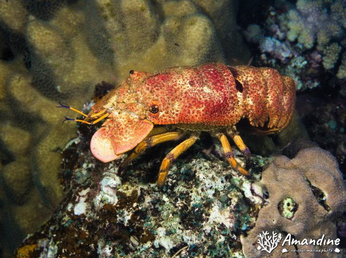 Langouste