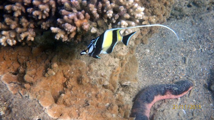 Zanclus cornutus