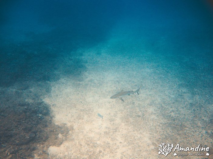 Carcharhinus amblyrhynchos