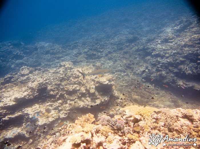 Carcharhinus amblyrhynchos