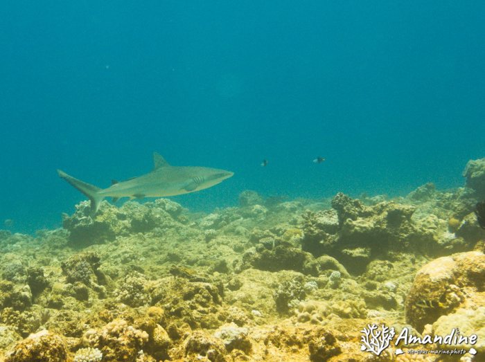 Carcharhinus amblyrhynchos