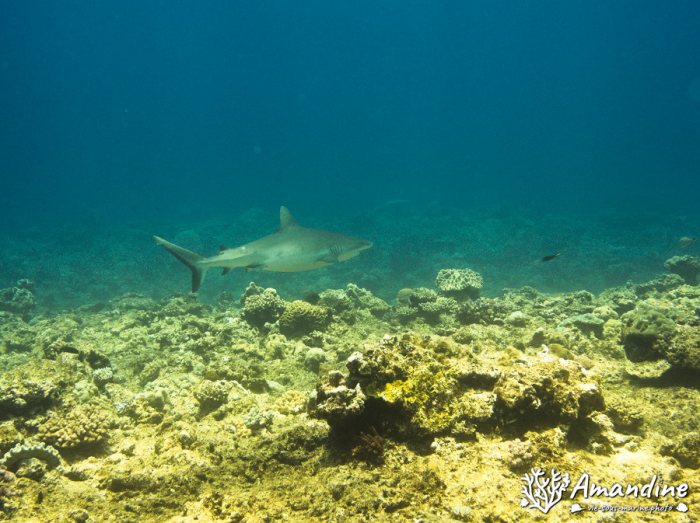 Carcharhinus amblyrhynchos