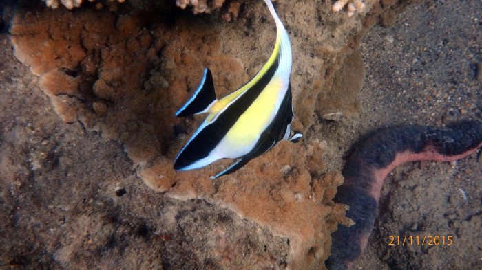 Zanclus cornutus