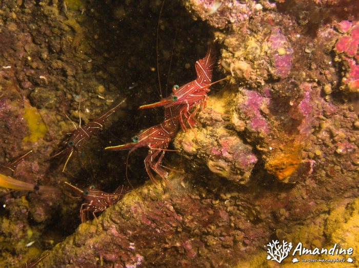 Rhynchocinetes durbanensis