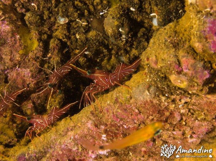 Rhynchocinetes durbanensis