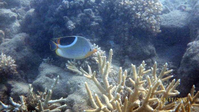 Chaetodon ephippium