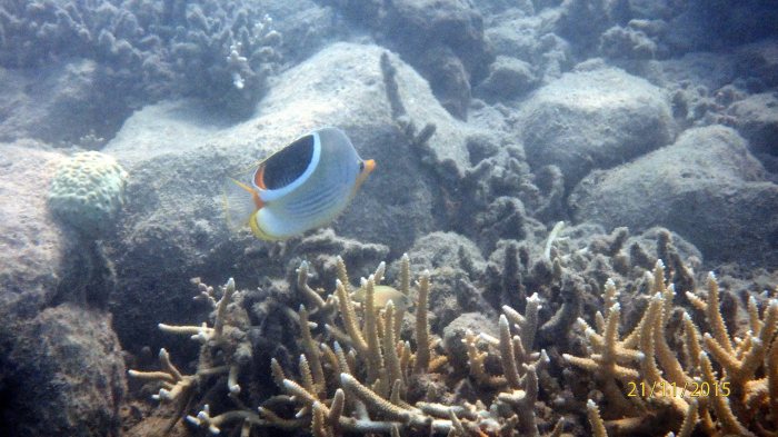 Chaetodon ephippium