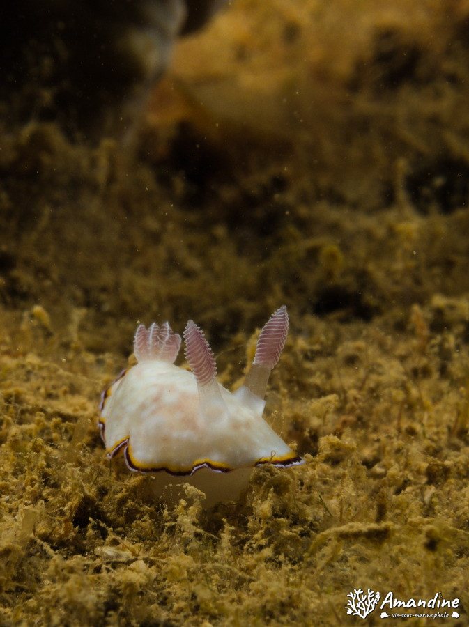 Goniobranchus preciosa