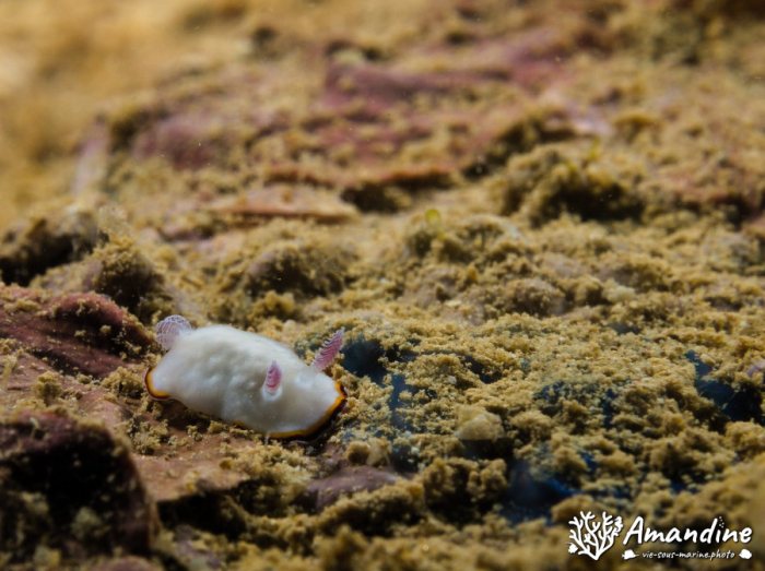 Goniobranchus preciosa