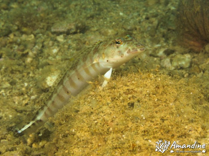 Parapercis millepunctata