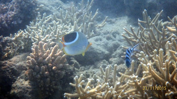 Chaetodon ephippium