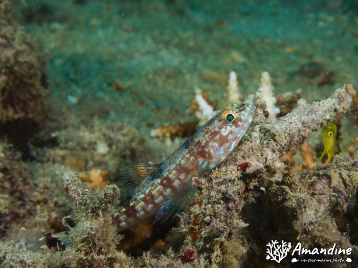 Saurida gracilis