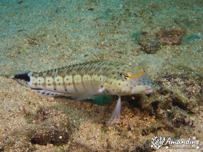 Parapercis hexophtalma