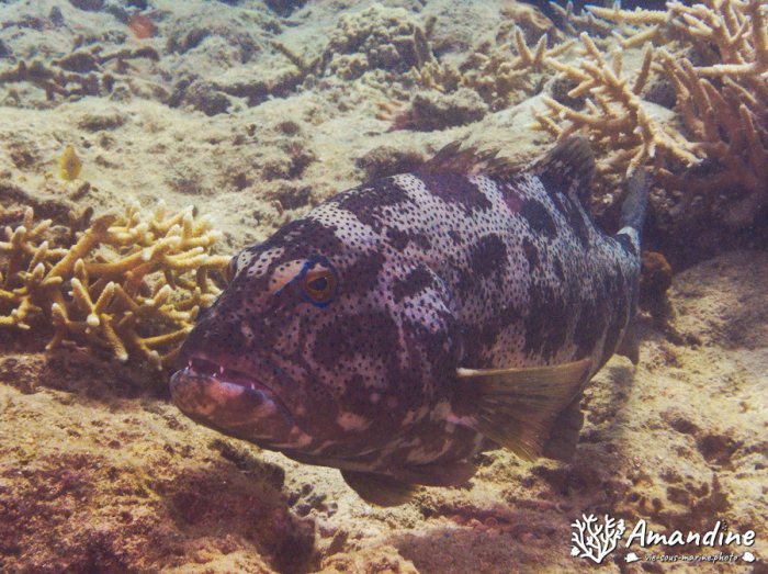 Plectropomus leopardus