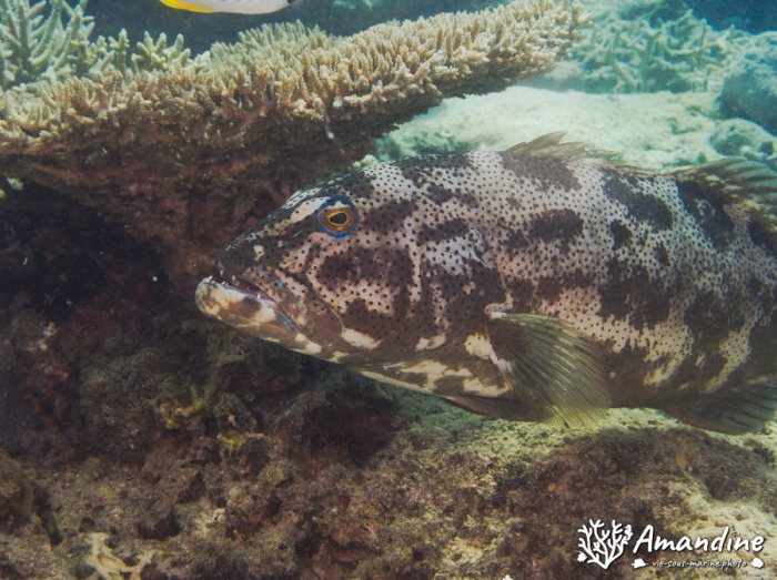 Plectropomus leopardus