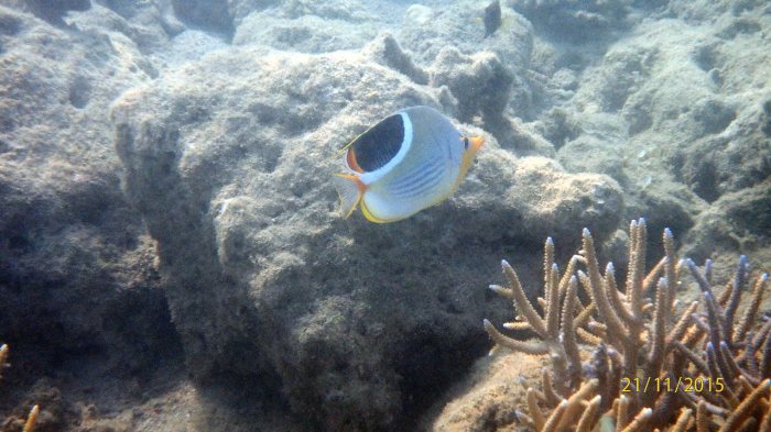 Chaetodon ephippium