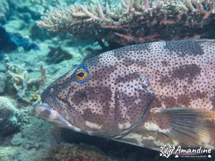 Plectropomus leopardus