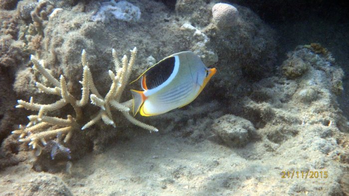 Chaetodon ephippium