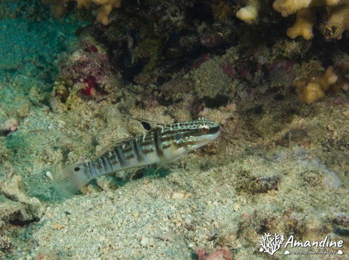 Amblygobius phalaena
