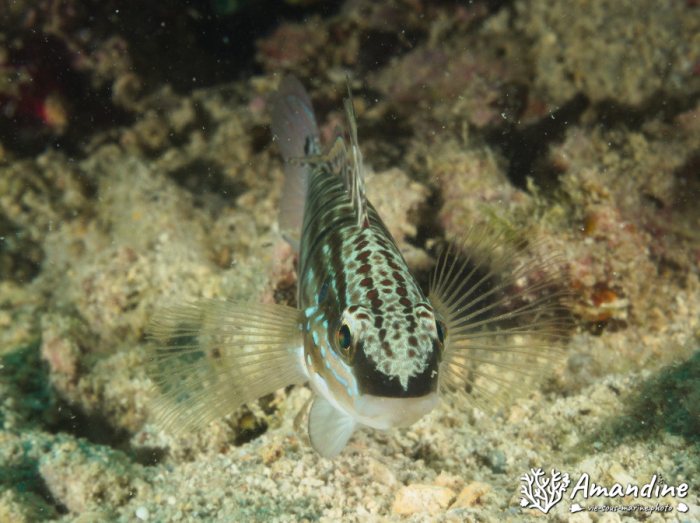 Amblygobius phalaena