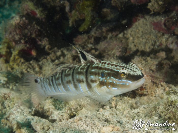 Amblygobius phalaena