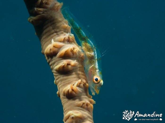 Bryaninops yongei