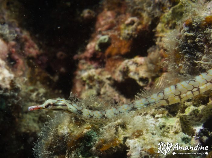 Corythoichthys haematopterus