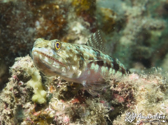 Saurida gracilis