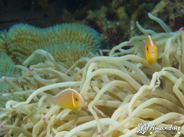 Amphiprion perideraion
