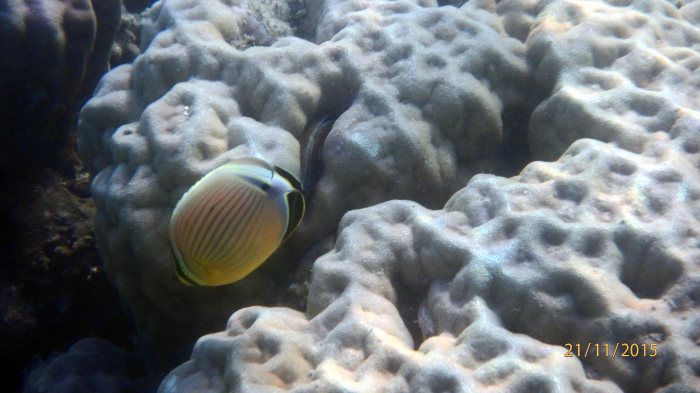 Chaetodon lunulatus