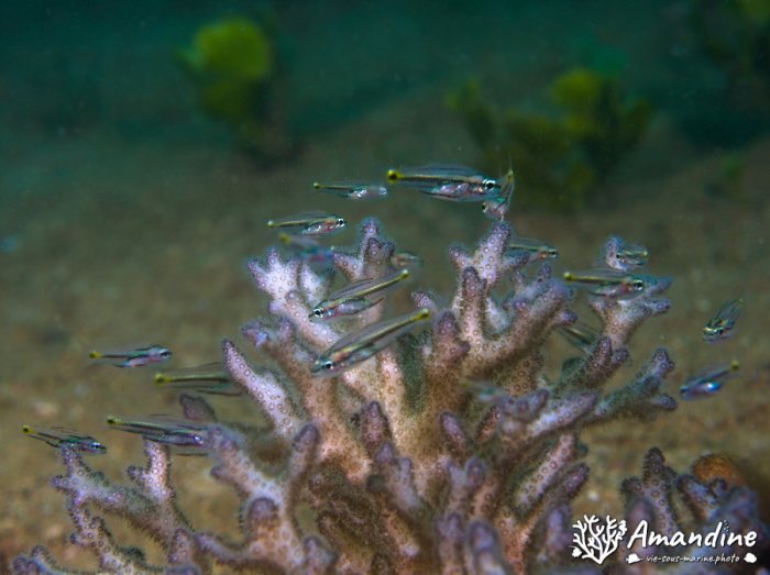 Poissons osseux