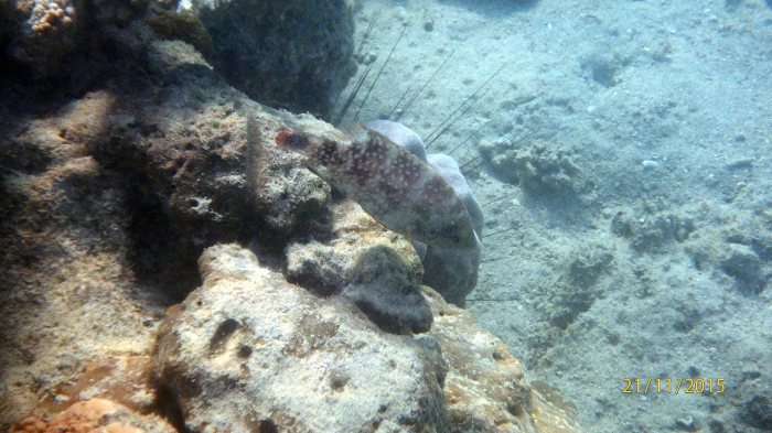 Cheilinus chlorourus