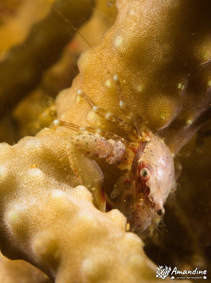 Crabe