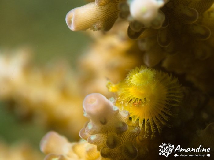 Spirobranchus corniculatus