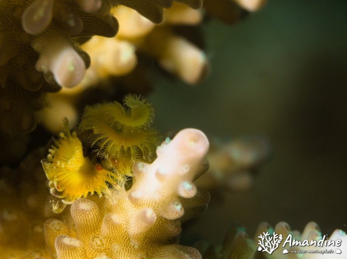 Spirobranchus corniculatus
