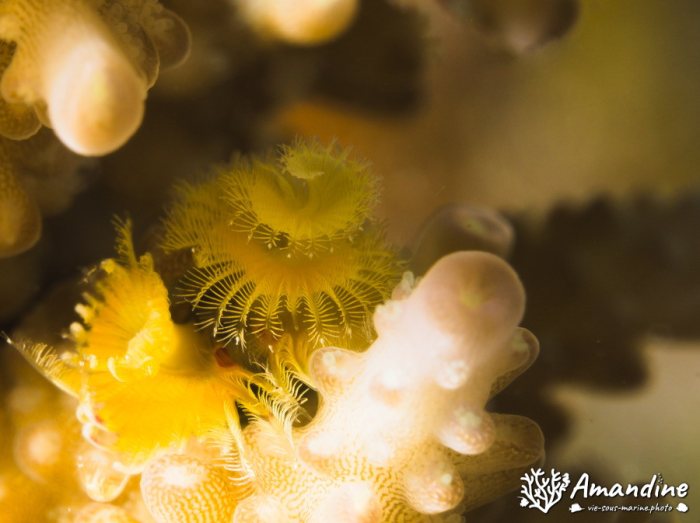 Spirobranchus corniculatus