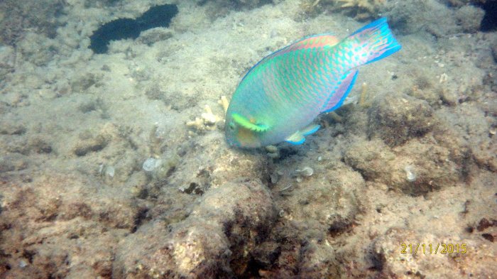 Scarus rivulatus