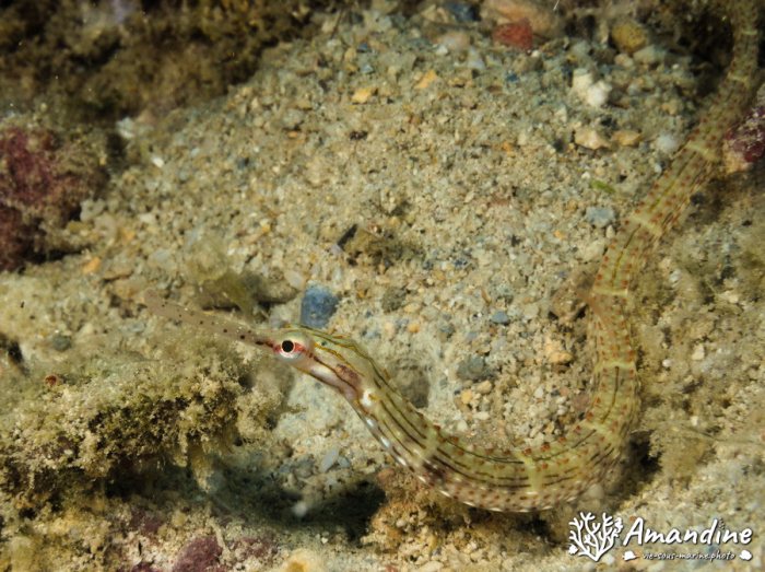 Poisson-pipe