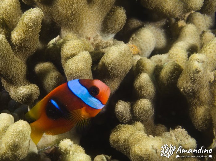 Amphiprion melanopus