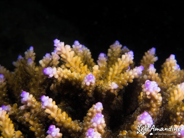 Corail dur
