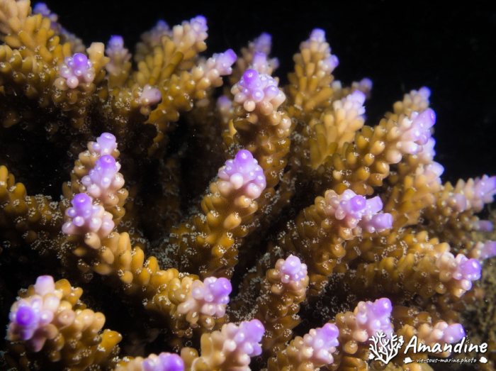 Corail dur